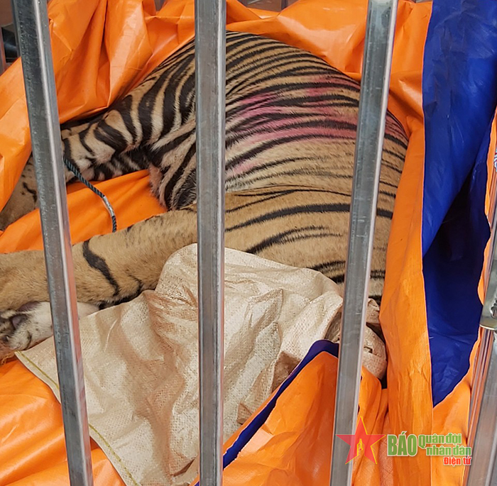 Bảy năm tù cho đối tượng nuôi nhốt trái phép 14 cá thể hổ